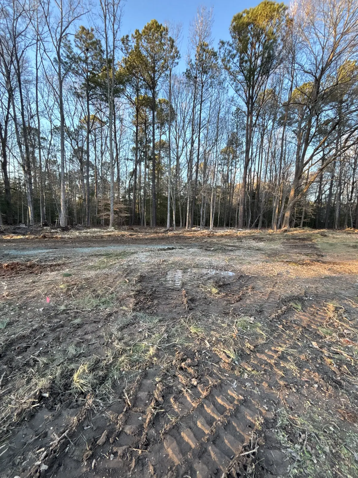 Bare, track-marked ground in front of a line of tall bare trees