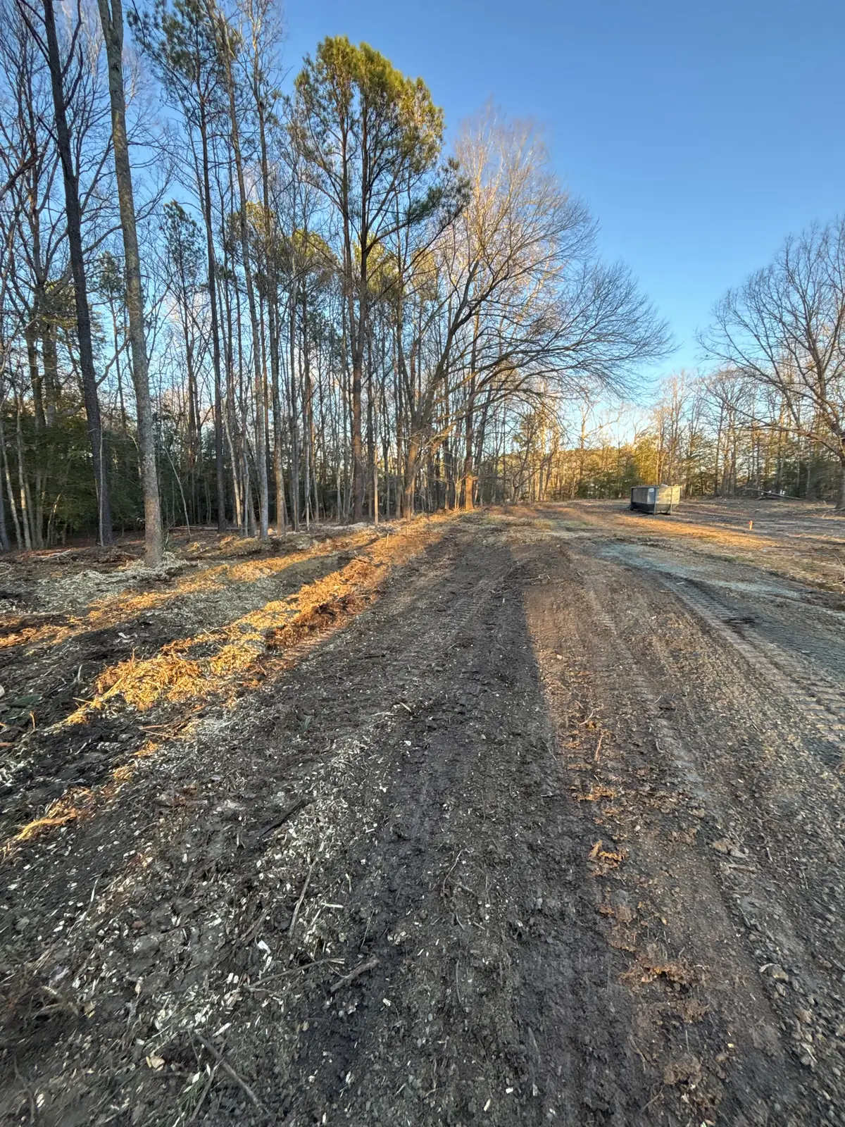Muddy cleared strip running between rows of tall trees